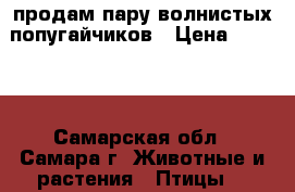 продам пару волнистых попугайчиков › Цена ­ 2 000 - Самарская обл., Самара г. Животные и растения » Птицы   